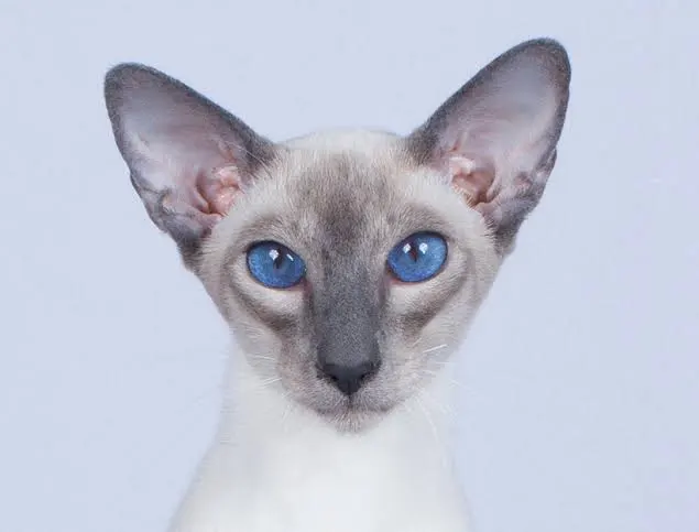 Sir Archibald